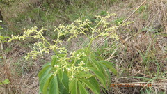 Cyphostemma
