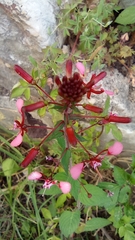 Lopezia racemosa