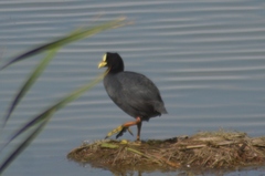 Fulica armillata