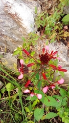 Lopezia racemosa