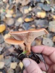 Paralepista