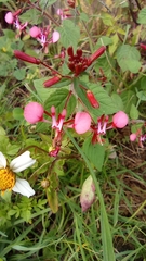 Lopezia racemosa