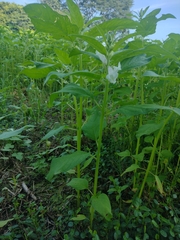 Sesamum indicum