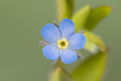 Myosotis sparsiflora