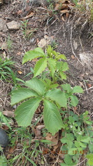 Cyphostemma