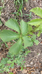 Cyphostemma