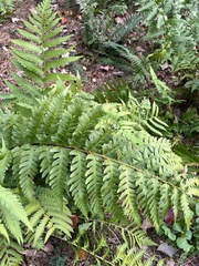 Dryopteris celsa