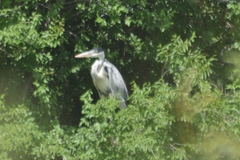 Ardea cocoi