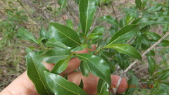 Heteropyxis natalensis