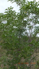 Heteropyxis natalensis