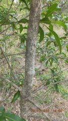 Heteropyxis natalensis