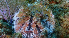 Tripneustes ventricosus