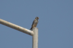 Falco sparverius
