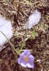 Crocus