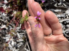 Pelargonium grossularioides