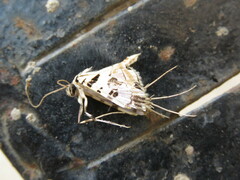 Conchylodes salamisalis