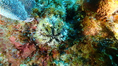 Tripneustes ventricosus