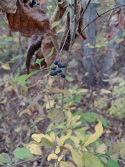 Ligustrum obtusifolium