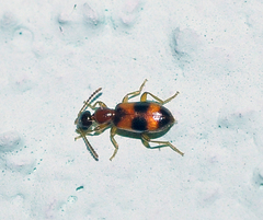 Vacusus