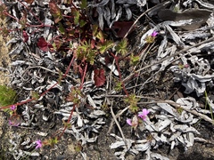 Pelargonium grossularioides