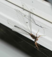 Xanthagrion erythroneurum