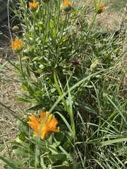 Calenduleae
