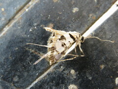 Conchylodes salamisalis