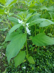 Sesamum indicum