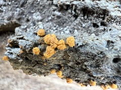 Sphaerosporium lignatile