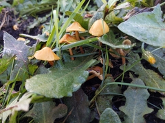 Mycena aurantiomarginata