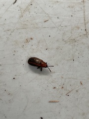 Microrhopala vittata