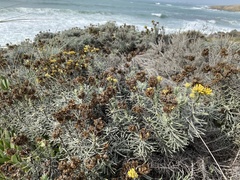 Helichrysum stoechas
