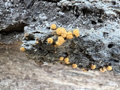 Sphaerosporium lignatile