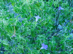 Ruellia californica californica