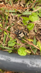 Phidippus regius