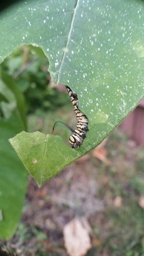 Monarch photographed in Missouri