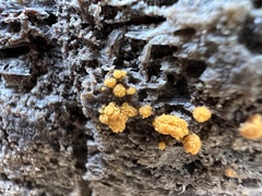 Sphaerosporium lignatile