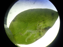 Phytomyza lonicerae