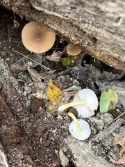 Pluteus romellii