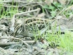 Lymnocryptes minimus