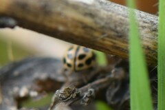 Tytthaspis sedecimpunctata