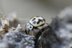 Tytthaspis sedecimpunctata