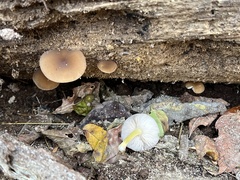 Pluteus romellii