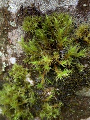 Pulvigera lyellii