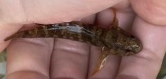 Gobius paganellus