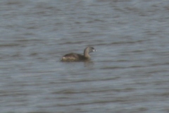 Podilymbus podiceps