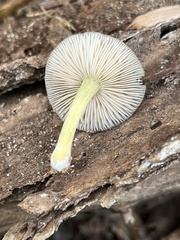 Pluteus romellii