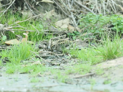 Lymnocryptes minimus