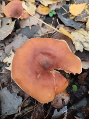Paralepista
