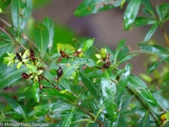 Hypericum prolificum